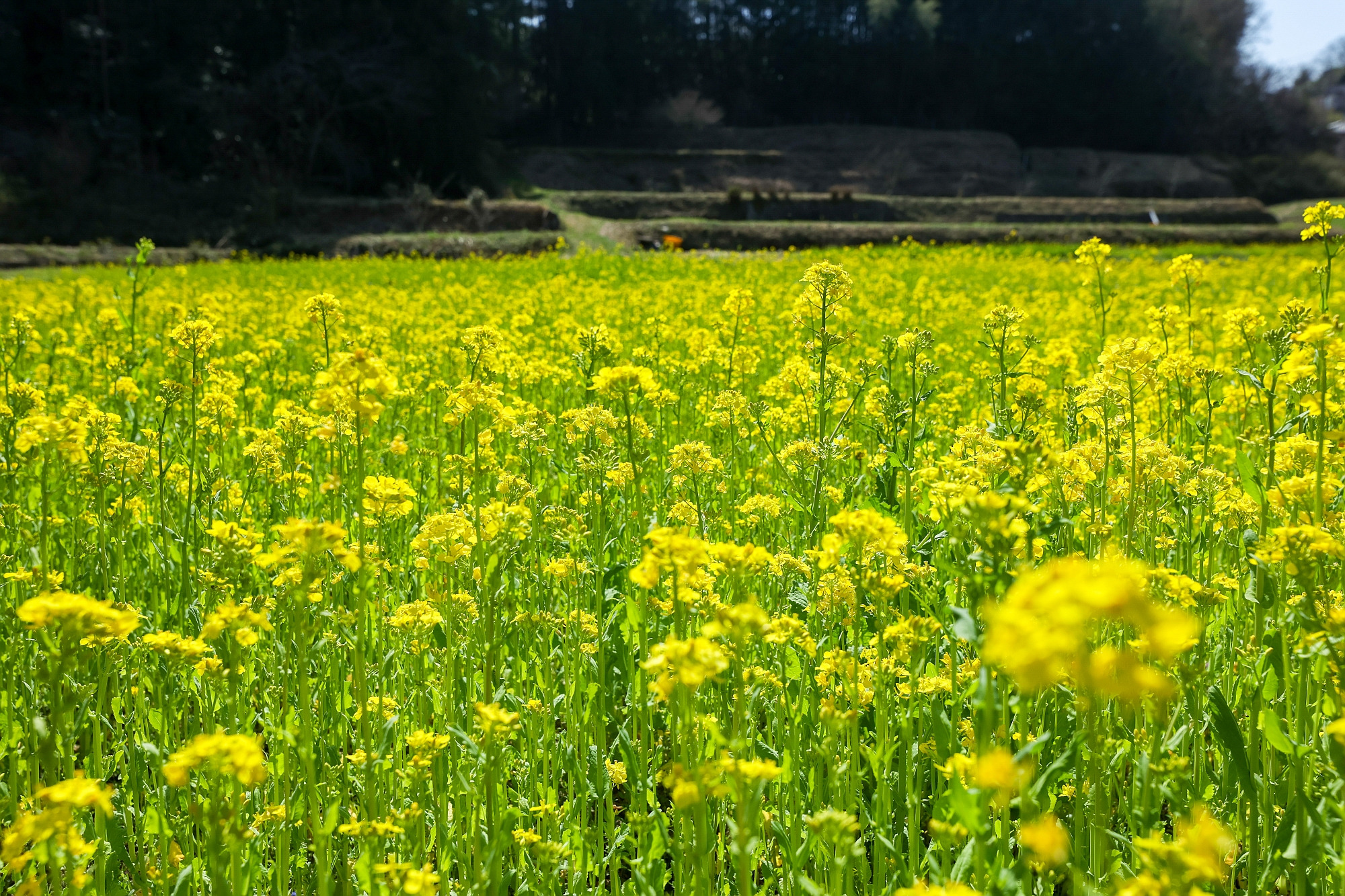 写真映えも癒やしも!「和歌山県の菜の花畑5選」周辺スポットも紹介
