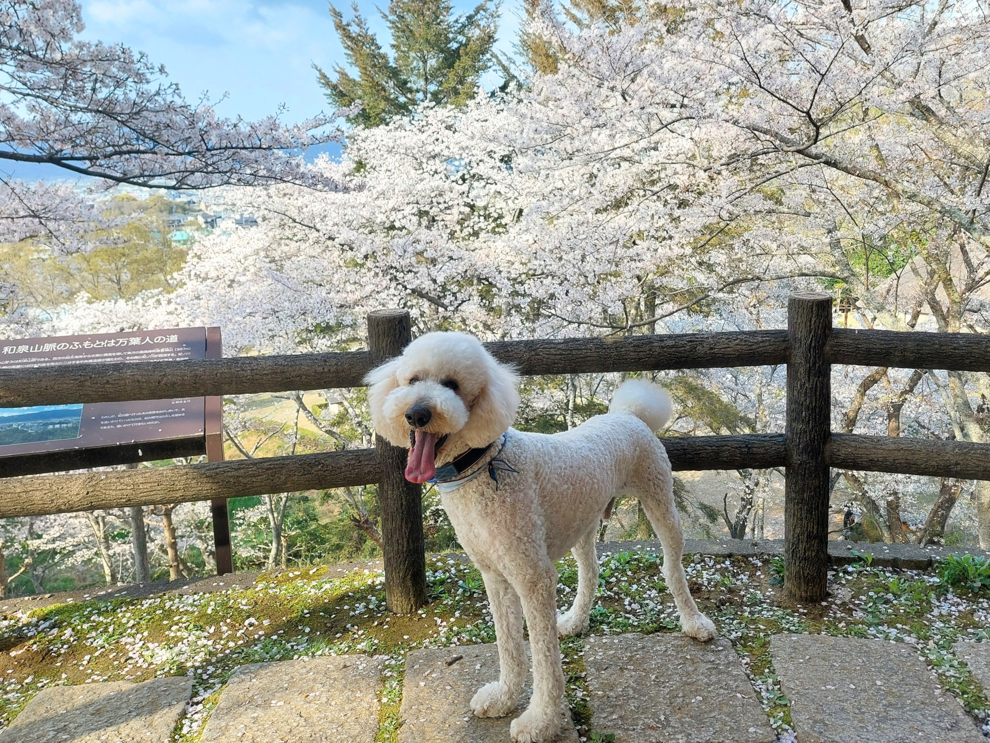 和歌山で楽しむ愛犬とお出かけ!モデルコース5プランと愛犬と訪れたいスポットまとめ