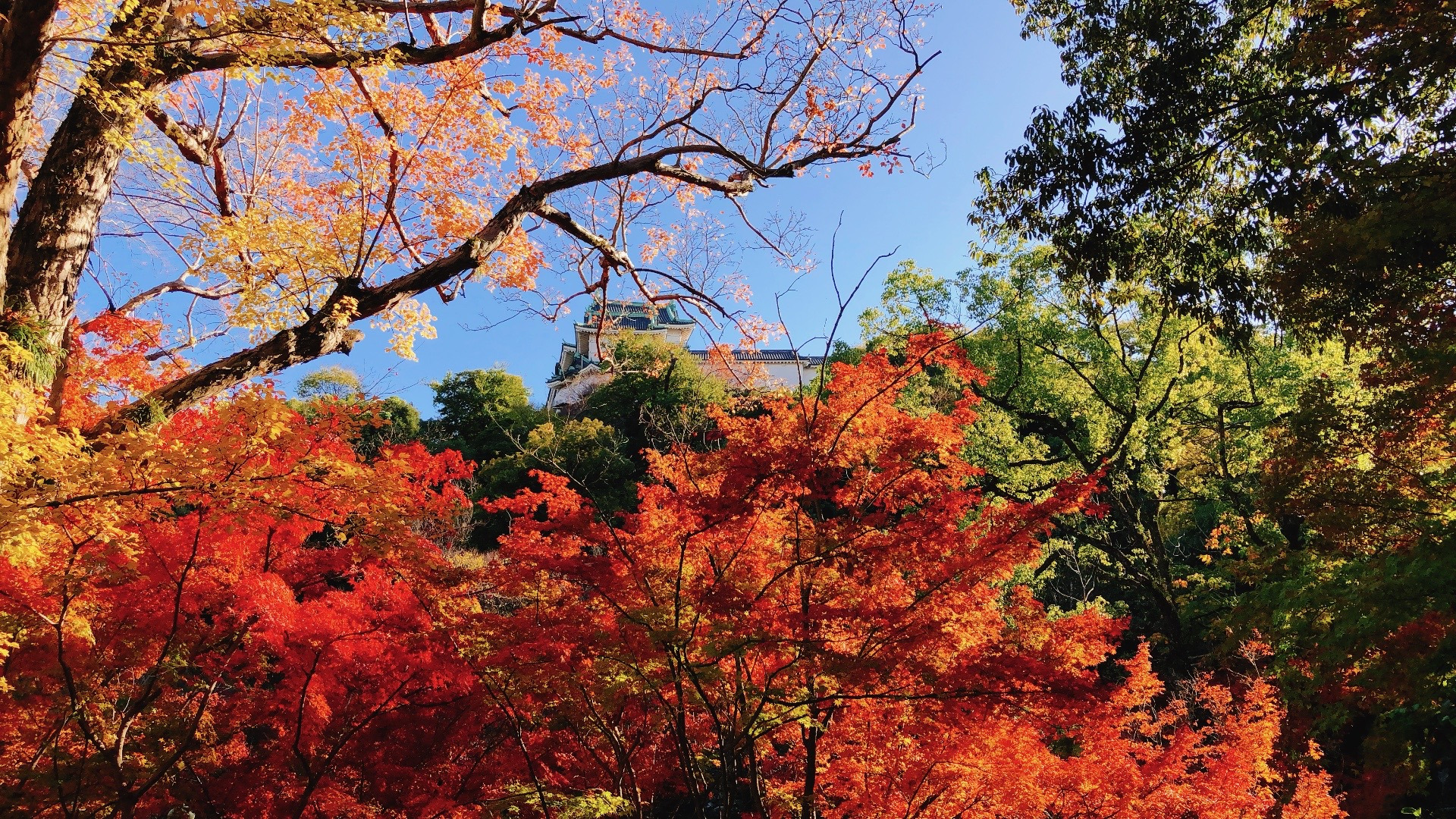 2026年和歌山の紅葉人気スポット17選+ 周辺お立ち寄り情報